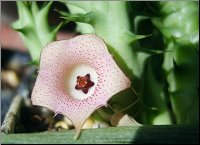 Huernia concinna X  xx photo Dje 